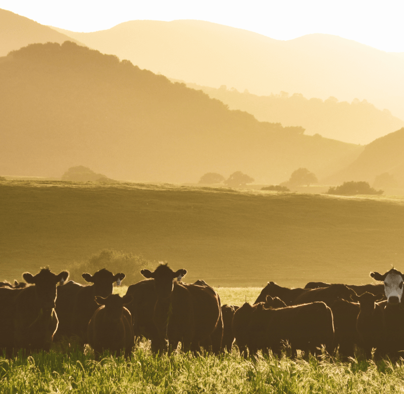 Cattle grazing