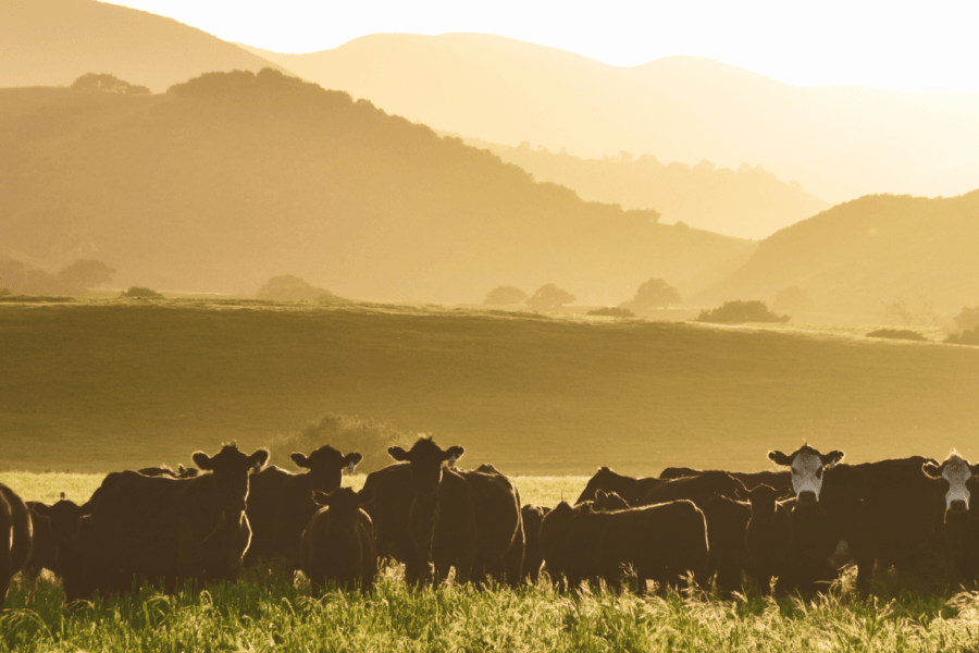 Cattle grazing